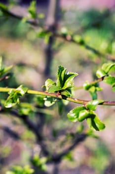 Young green leaves on a tree branch close up