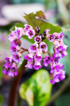 Purple flowers bell and green leaves close up