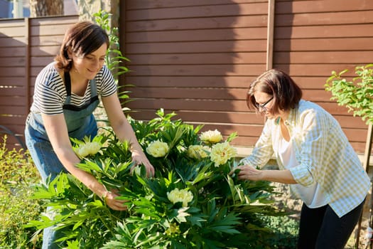Two women girlfriends in the garden caring for plants, blooming peony bush. Landscape, gardening, flowers, hobbies and leisure, lifestyle in spring concept