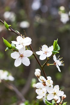 White cherry flowers and green leaves on a branch