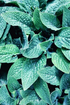 Green leaves of a tropical plant top view, nature background