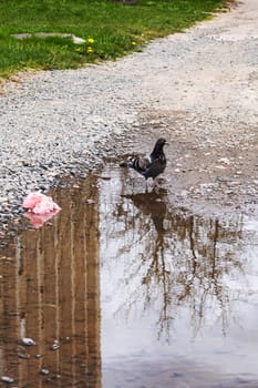 Gray dove swimming in a puddle on the stones
