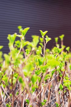 Green small leaves on the branches of a bush close up