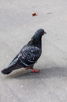 Gray dove on the pavement with shadow close up