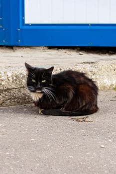 Black cat lies on the pavement close up