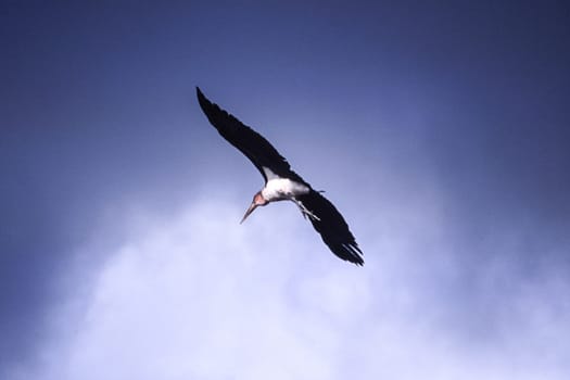 Marabou Stork (Leptoptilos crumeniferus), Selous Game Reserve, Morogoro, Tanzania, Africa