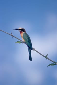 Whitefronted Bee-eater (Merops bullockoides), Selous Game Reserve, Morogoro, Tanzania, Africa