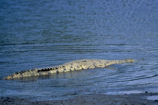 Nile Crocodile (Crocodylus niloticus), Selous Game Reserve, Morogoro, Tanzania, Africa