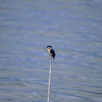 Malachite Kingfisher (Alcedo cristata), Selous Game Reserve, Morogoro, Tanzania, Africa