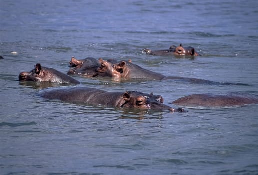 Hippopotamus (Hippopotamus amphibius), Selous Game Reserve, Morogoro, Tanzania, Africa