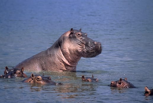 Hippopotamus (Hippopotamus amphibius), Selous Game Reserve, Morogoro, Tanzania, Africa