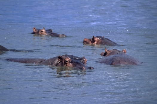 Hippopotamus (Hippopotamus amphibius), Selous Game Reserve, Morogoro, Tanzania, Africa