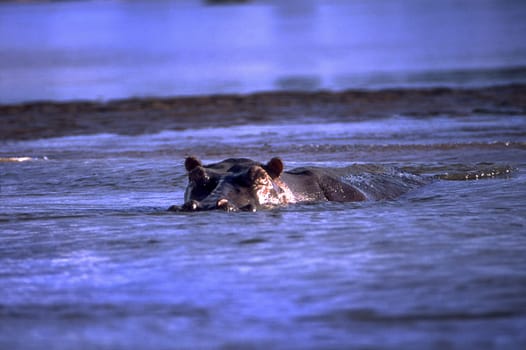 Hippopotamus (Hippopotamus amphibius), Selous Game Reserve, Morogoro, Tanzania, Africa