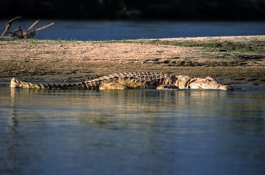 Nile Crocodile (Crocodylus niloticus), Selous Game Reserve, Morogoro, Tanzania, Africa