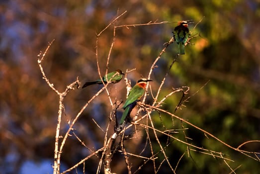 Whitefronted Bee-eater (Merops bullockoides), Selous Game Reserve, Morogoro, Tanzania, Africa