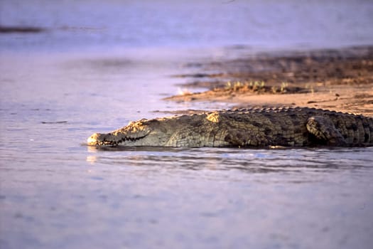 Nile Crocodile (Crocodylus niloticus), Selous Game Reserve, Morogoro, Tanzania, Africa