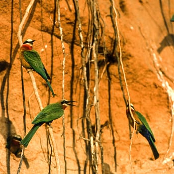 Whitefronted Bee-eater (Merops bullockoides), Selous Game Reserve, Morogoro, Tanzania, Africa