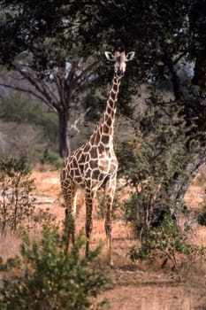 Giraffe (Giraffa camelopardalis), Selous Game Reserve, Morogoro, Tanzania, Africa