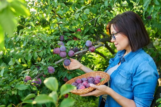 Woman picking ripe plums from tree in basket. Summer autumn season, plum harvest, organic farm, orchard, natural healthy food, delicious fruits concept