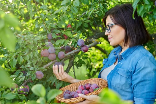 Woman picking ripe plums from tree in basket. Summer autumn season, plum harvest, organic farm, orchard, natural healthy food, delicious fruits concept