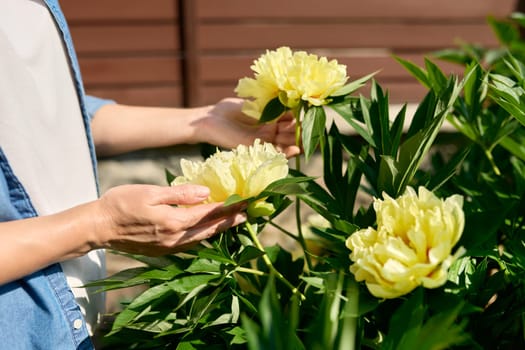 Closeup of woman's hands touching yellow flowers on peony bush, spring nature in backyard garden background. Nature, beauty, botany, floristry seasonality concept