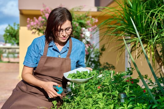Middle-aged woman in the garden picking a mint plant with a pruner in a bowl. Growing natural fragrant herbs, herbs in cooking, gardening concept