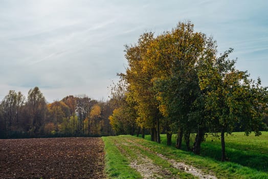 Tree, field, meadow and forest, blue sky - Autumn Season. Fall in the Field. Green Field, Yellow tree and Blue Sky. Great as a background, web banner