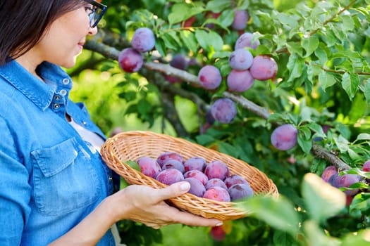 Close-up of woman's hand picking ripe plums from tree in basket. Summer autumn season, plum harvest, organic farm, orchard, natural healthy food, delicious fruits concept