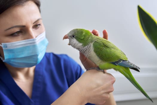 Doctor woman veterinarian examining a green Quaker parrot. Pet bird on examination at the vet clinic