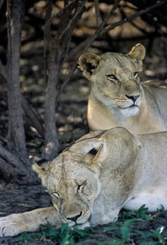 Lion (Panthera leo), Selous Game Reserve, Morogoro, Tanzania, Africa