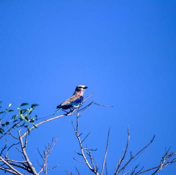 Lilacbreasted Roller (Coracias caudata), Selous Game Reserve, Morogoro, Tanzania, Africa