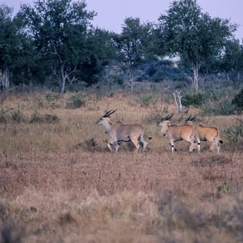 Eland (Taurotragus oryx), Selous Game Reserve, Morogoro, Tanzania, Africa