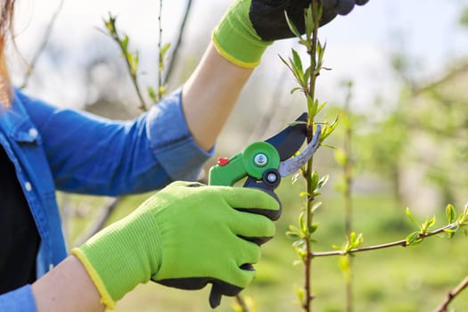 Spring pruning of garden fruit trees and bushes, close-up of gloved hands with garden shears pruning peach branches