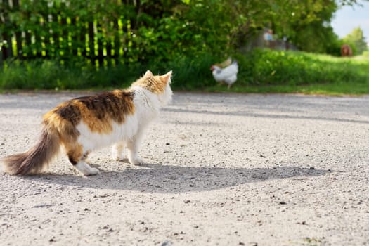 Country tricolor cat watches chicken, predator hunter instincts.
