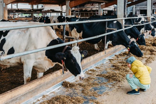 Caucasian little boy feeding cows on farm. Herd of milk cattle. Modern family countryside lifestyle. Agriculture and farming. Autumn season