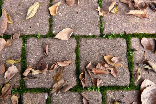Set of tree leaves fallen in autumn on the street. Symmetry, brown, squares, moss, clutter, zenithal view, empty space, birth