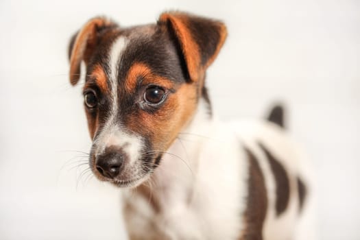 Jack Russell terrier puppy, detail on head, with light background.