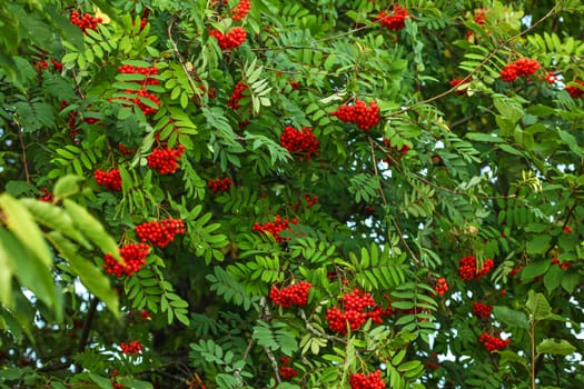 Rowan (Sorbus aucuparia) tree, ash berry clusters with green leaves around.