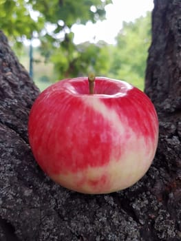 Ripe red apple on a tree trunk close-up. Beautiful ripe apple.