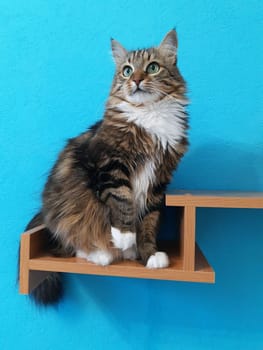 A beautiful cat with green eyes sits on a bookshelf and looks ahead on a turquoise background.