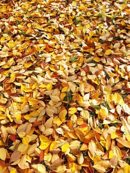 Autumn fallen yellow leaves on the ground in the park close-up. Yellow foliage. Autumn leaves on the ground.