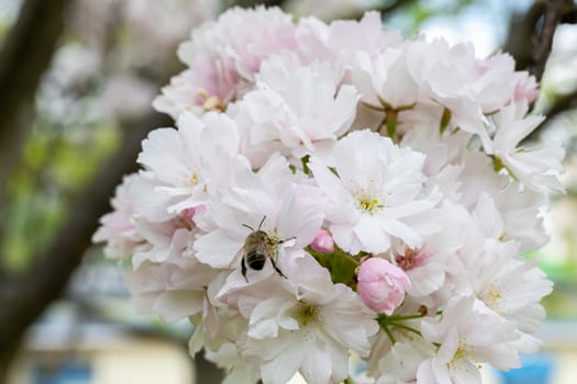 A spring scene depicting how a bee dines on nectar from an apple blossom of paradise and pollinates it at the same time.