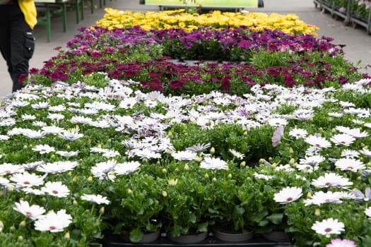 Assortment of spring flowers seedlings in a garden center on a window, plants and flowers in the garden, High quality photo