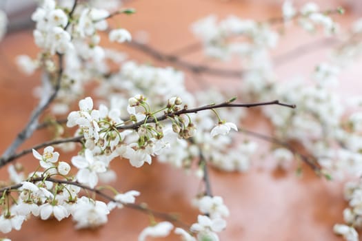 Spring cherry blossom on the table.