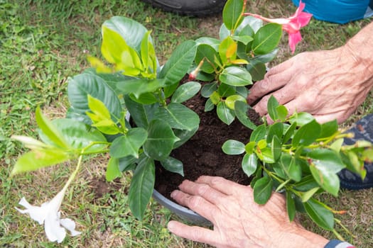 male gardener transplanting mandeville into a large hanging pot, love for plants, flower cozy garden, spring gardening, High quality photo