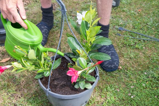 gardener watering transplanted mandevilla from watering can seasonal garden landscaping work in the garden, High quality photo