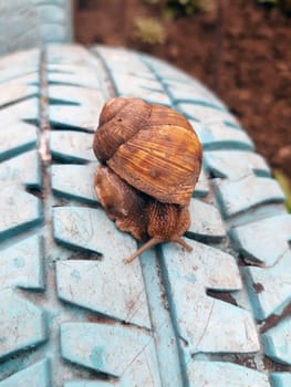 Grape snail on a blue car wheel tread close-up.