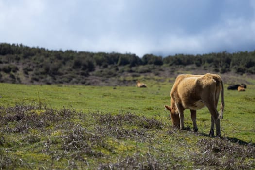 Cows standing on green field with mountains and eating grass.