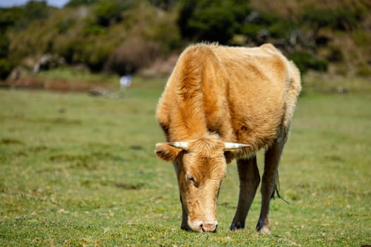 Cow grazing in grass field with blue sky. Single Cow resting in the pasture