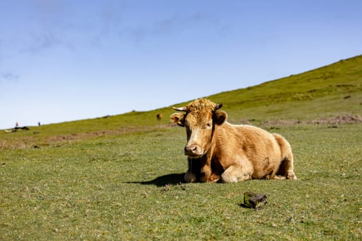 Cow in grass field with blue sky. Single Cow resting in the pasture